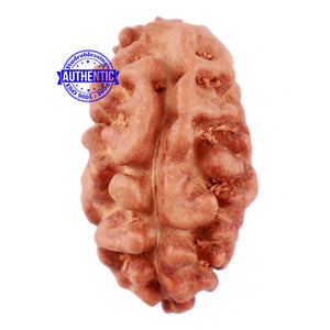 2 Mukhi Rudraksha from Indonesia - Bead No. 21