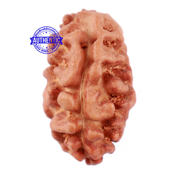 2 Mukhi Rudraksha from Indonesia - Bead No. 21