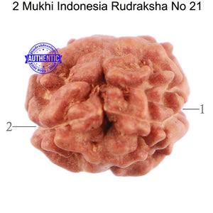 2 Mukhi Rudraksha from Indonesia - Bead No. 21