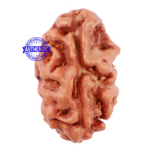 Load image into Gallery viewer, 2 Mukhi Rudraksha from Indonesia - Bead No. 25
