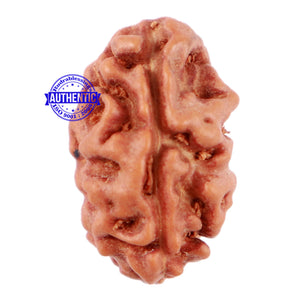 2 Mukhi Rudraksha from Indonesia - Bead No. 25