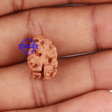 Load image into Gallery viewer, 2 Mukhi Rudraksha from Indonesia - Bead No. 25
