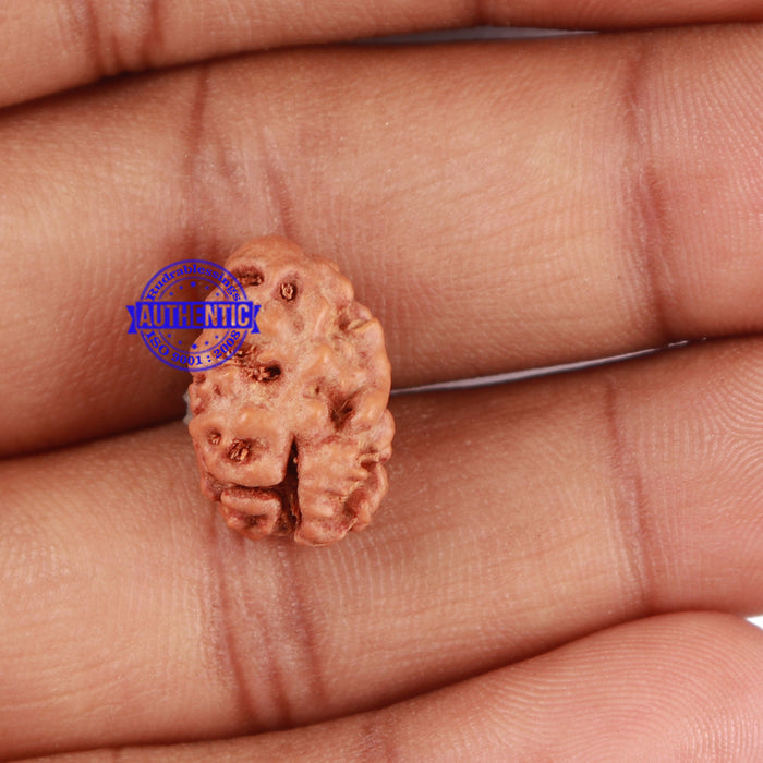2 Mukhi Rudraksha from Indonesia - Bead No. 25