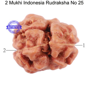 2 Mukhi Rudraksha from Indonesia - Bead No. 25