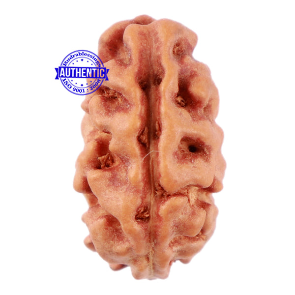 2 Mukhi Rudraksha from Indonesia - Bead No. 26