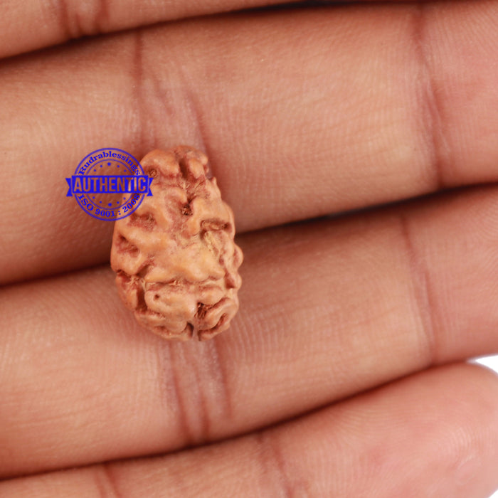 2 Mukhi Rudraksha from Indonesia - Bead No. 26