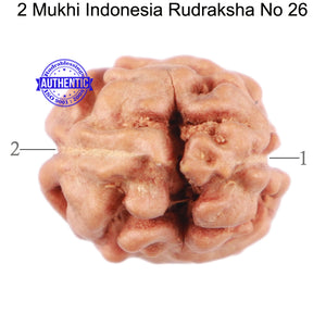 2 Mukhi Rudraksha from Indonesia - Bead No. 26