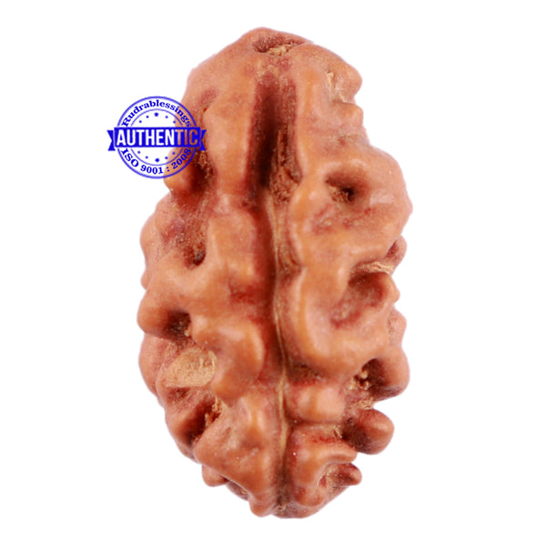2 Mukhi Rudraksha from Indonesia - Bead No. 44