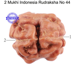 2 Mukhi Rudraksha from Indonesia - Bead No. 44