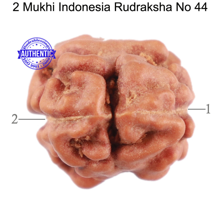 2 Mukhi Rudraksha from Indonesia - Bead No. 44