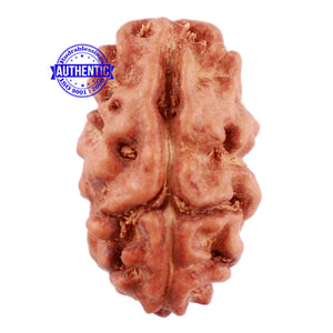 2 Mukhi Rudraksha from Indonesia - Bead No. 50