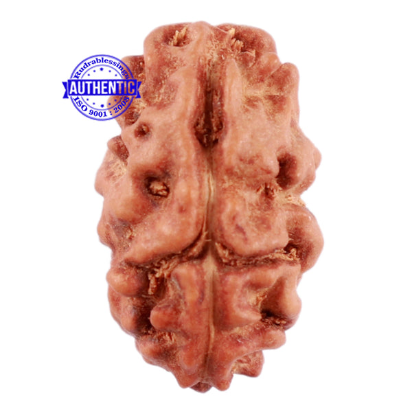 2 Mukhi Rudraksha from Indonesia - Bead No. 50