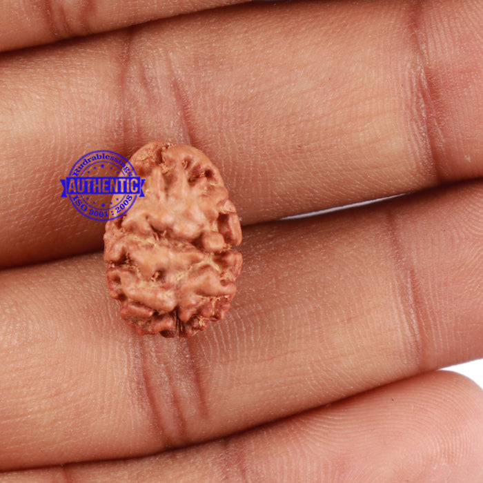 2 Mukhi Rudraksha from Indonesia - Bead No. 50