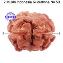 Load image into Gallery viewer, 2 Mukhi Rudraksha from Indonesia - Bead No. 50
