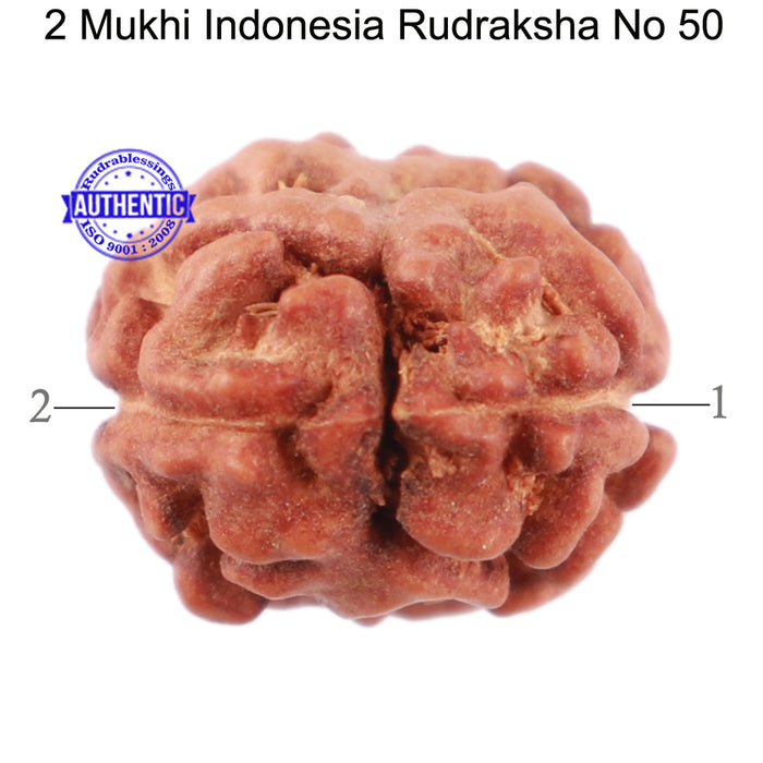 2 Mukhi Rudraksha from Indonesia - Bead No. 50