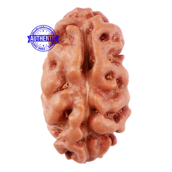 2 Mukhi Rudraksha from Indonesia - Bead No. 54