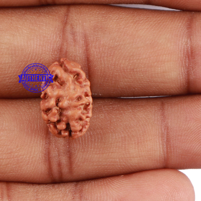 2 Mukhi Rudraksha from Indonesia - Bead No. 54