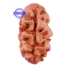 Load image into Gallery viewer, 2 Mukhi Rudraksha from Indonesia - Bead No. 55
