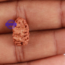 Load image into Gallery viewer, 2 Mukhi Rudraksha from Indonesia - Bead No. 55
