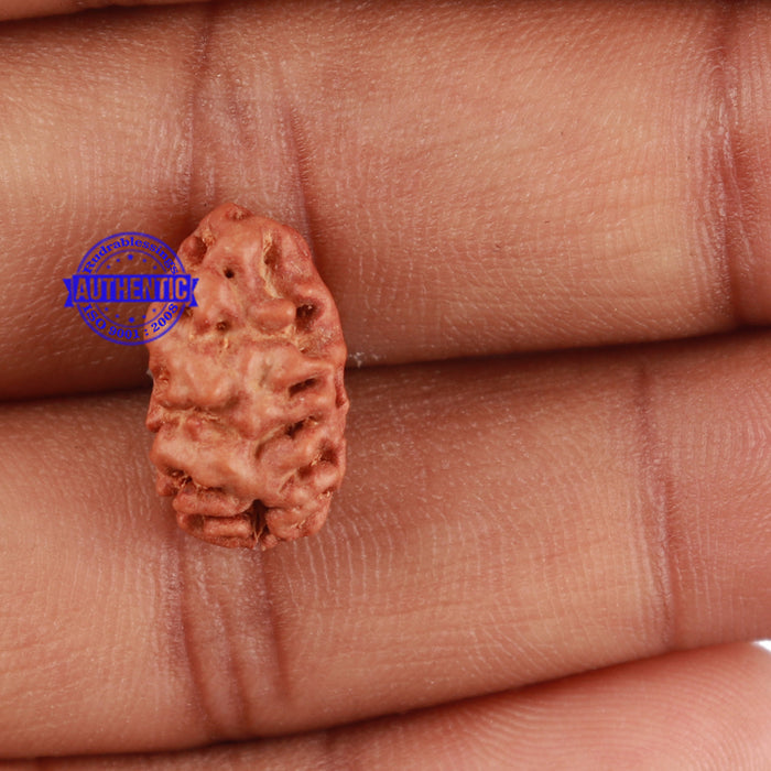 2 Mukhi Rudraksha from Indonesia - Bead No. 55