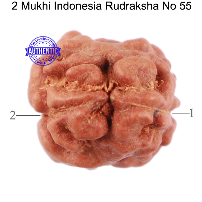 2 Mukhi Rudraksha from Indonesia - Bead No. 55