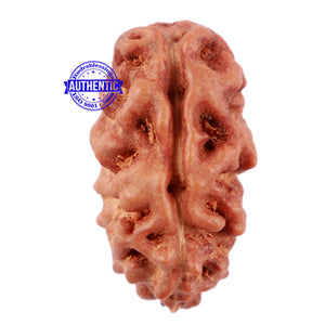 2 Mukhi Rudraksha from Indonesia - Bead No. 60