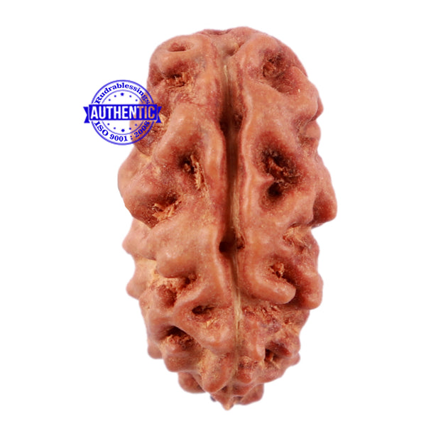 2 Mukhi Rudraksha from Indonesia - Bead No. 60