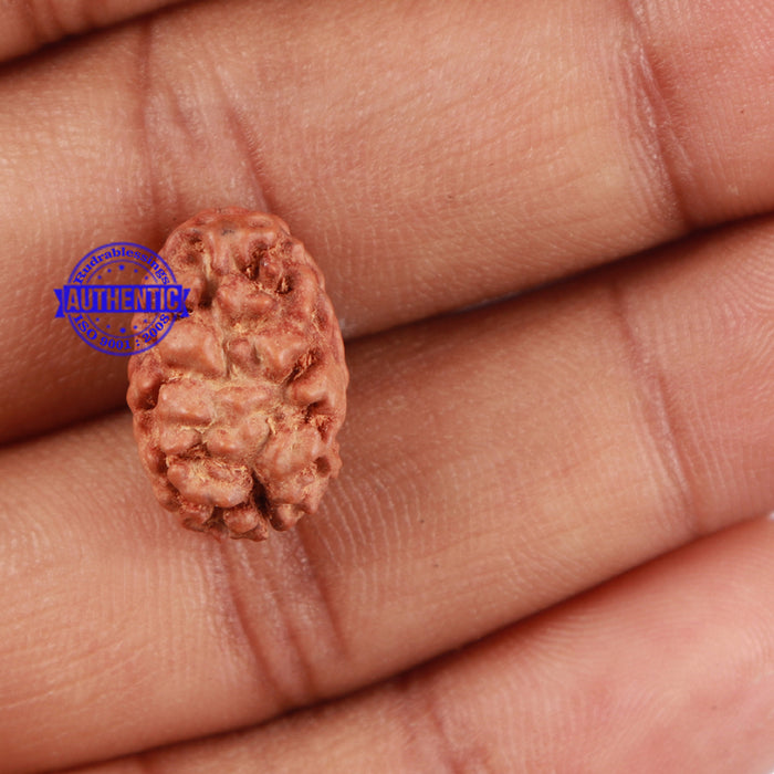 2 Mukhi Rudraksha from Indonesia - Bead No. 60