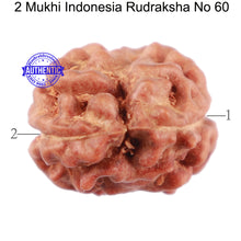 Load image into Gallery viewer, 2 Mukhi Rudraksha from Indonesia - Bead No. 60
