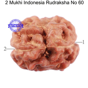 2 Mukhi Rudraksha from Indonesia - Bead No. 60