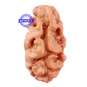 2 Mukhi Rudraksha from Indonesia - Bead No. 65