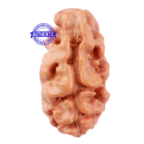 2 Mukhi Rudraksha from Indonesia - Bead No. 65