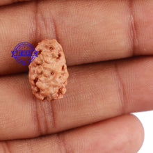 Load image into Gallery viewer, 2 Mukhi Rudraksha from Indonesia - Bead No. 65

