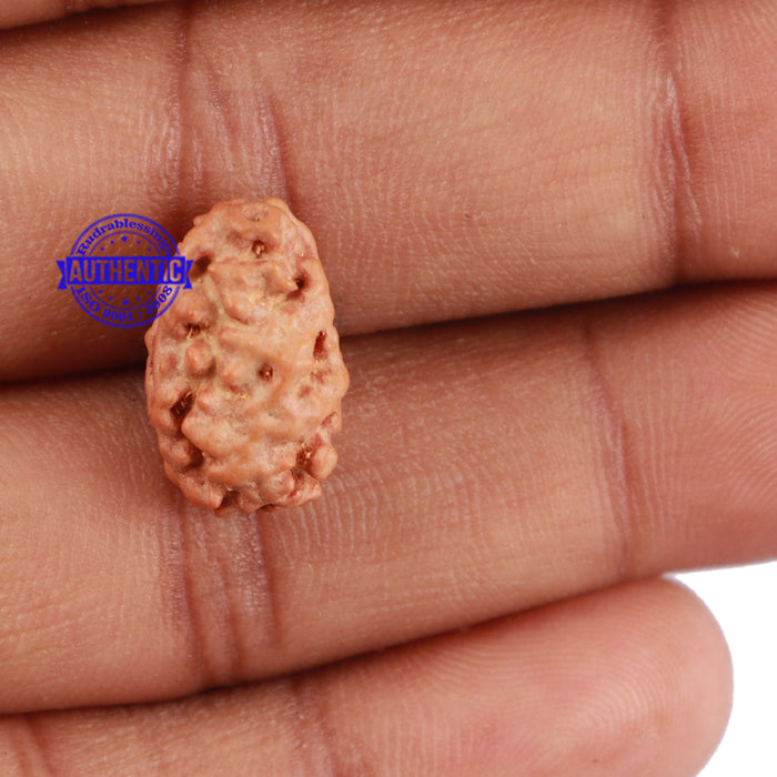 2 Mukhi Rudraksha from Indonesia - Bead No. 65