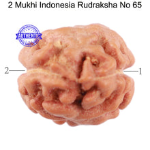 Load image into Gallery viewer, 2 Mukhi Rudraksha from Indonesia - Bead No. 65
