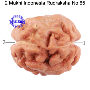 2 Mukhi Rudraksha from Indonesia - Bead No. 65