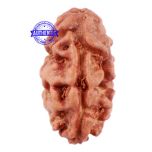 Load image into Gallery viewer, 2 Mukhi Rudraksha from Indonesia - Bead No 68
