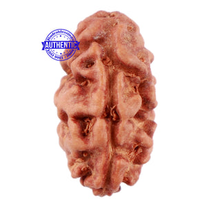 2 Mukhi Rudraksha from Indonesia - Bead No 68