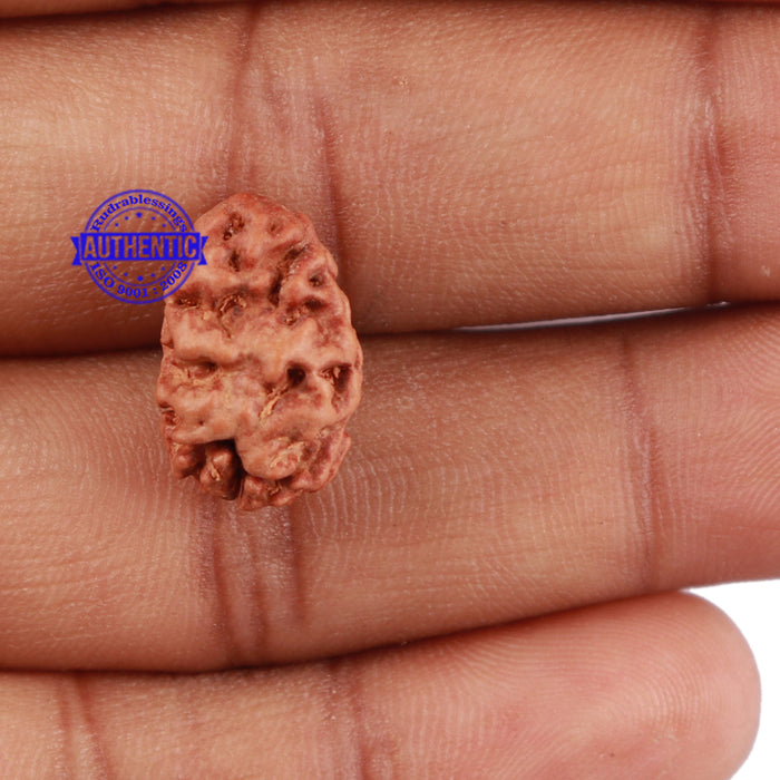 2 Mukhi Rudraksha from Indonesia - Bead No 68