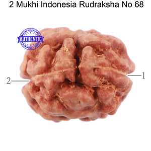 2 Mukhi Rudraksha from Indonesia - Bead No 68