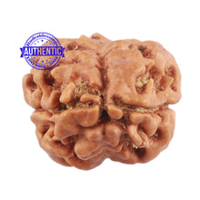 Load image into Gallery viewer, 2 Mukhi Rudraksha from Nepal - Bead No. 113
