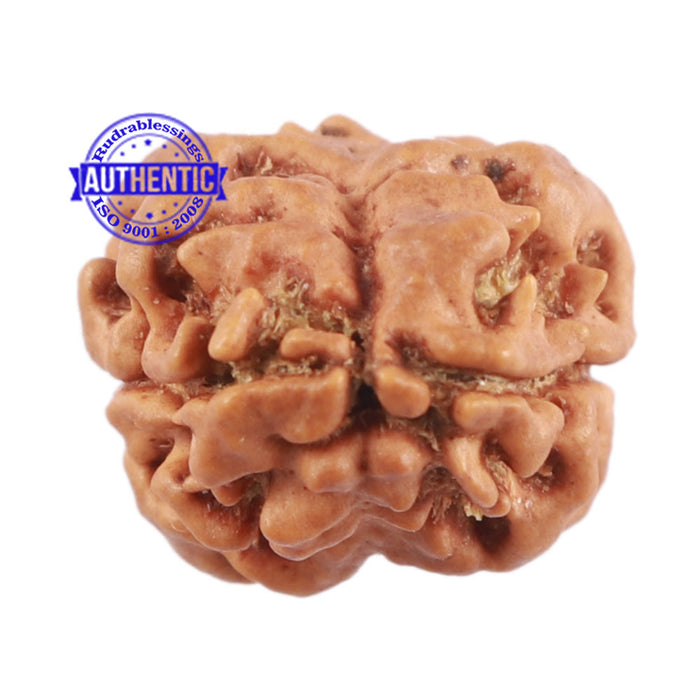 2 Mukhi Rudraksha from Nepal - Bead No. 113