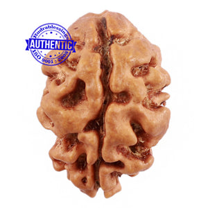 2 Mukhi Rudraksha from Nepal - Bead No. 113