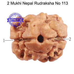 2 Mukhi Rudraksha from Nepal - Bead No. 113