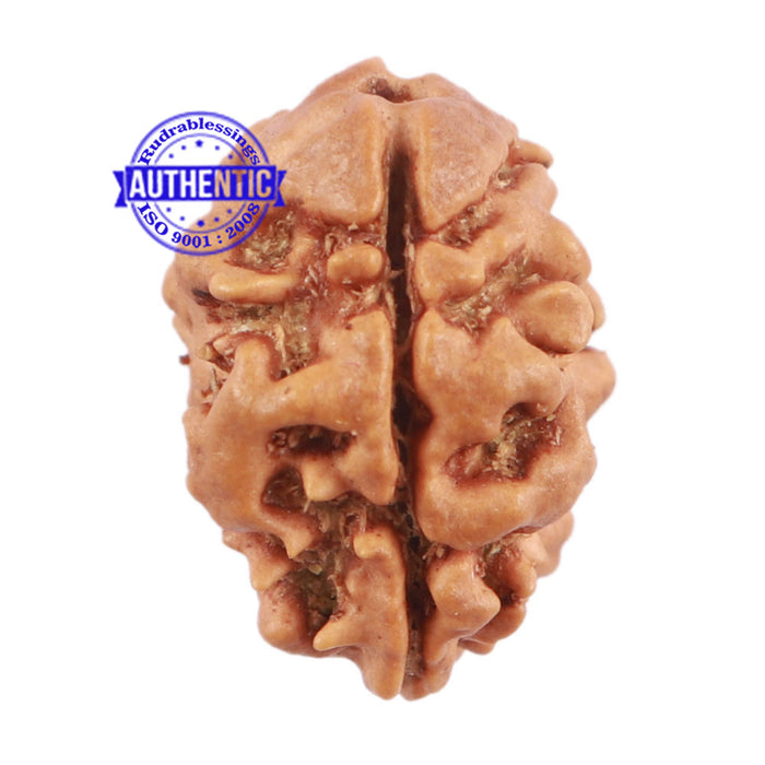 2 Mukhi Rudraksha from Nepal - Bead No. 113