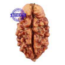 Load image into Gallery viewer, 2 Mukhi Rudraksha from Nepal - Bead No. 115
