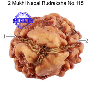2 Mukhi Rudraksha from Nepal - Bead No. 115