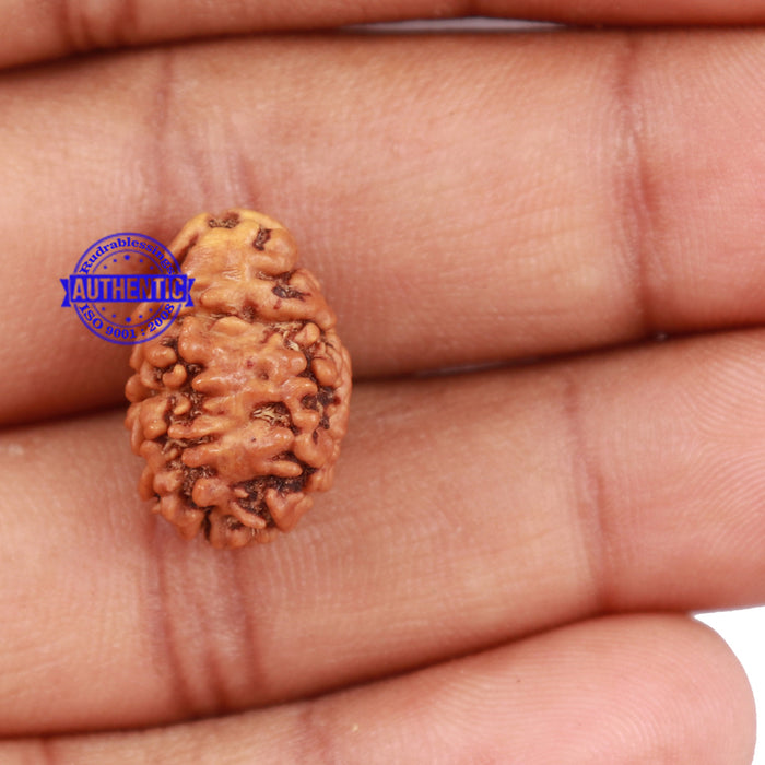 2 Mukhi Rudraksha from Nepal - Bead No. 96