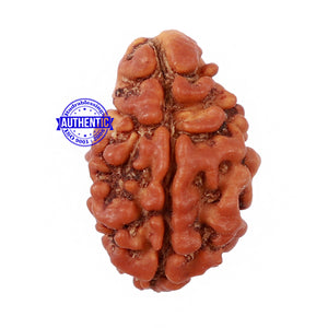 2 Mukhi Rudraksha from Nepal - Bead No. 96