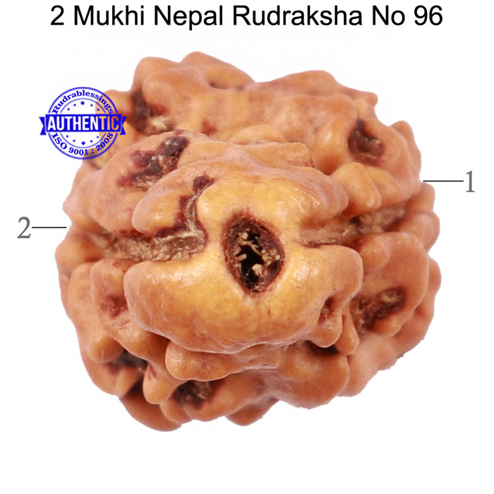 2 Mukhi Rudraksha from Nepal - Bead No. 96